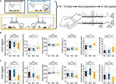 Enriched Environment Modulates Sharp Wave-Ripple (SPW-R) Activity in Hippocampal Slices